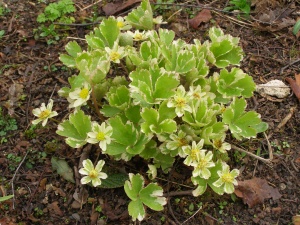 Hacquetia epipactis 'Thor'